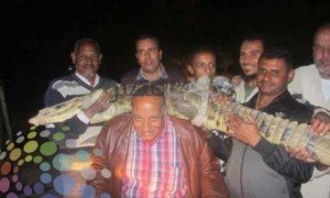 موقع يافا اليوم  - هنا مصر: اصطياد تمساح في أحواض الصرف.. بالصور